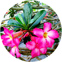 Wai Cheong Chan Wai Cheong Chan